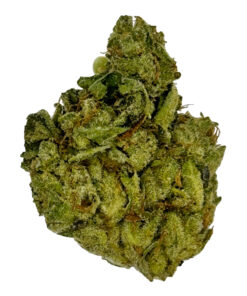 Close-up of a fresh, green cannabis bud on a white background.