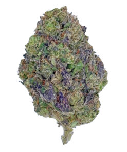 Close-up of a frosty cannabis bud with purple hues and vibrant green leaves, on a white background.