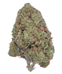 Close-up of a cannabis bud with vibrant green and orange hairs, showcasing trichomes, on a white background.