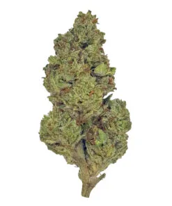 Close-up of a cannabis bud on white background, showcasing green and orange hues and dense texture.