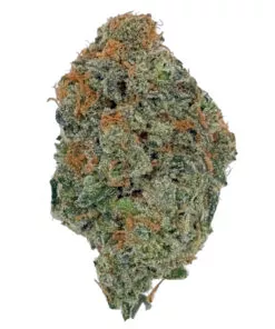Blue Dream | New Amsterdam