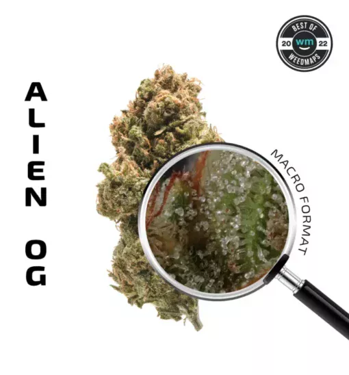 Alien OG | APE APE