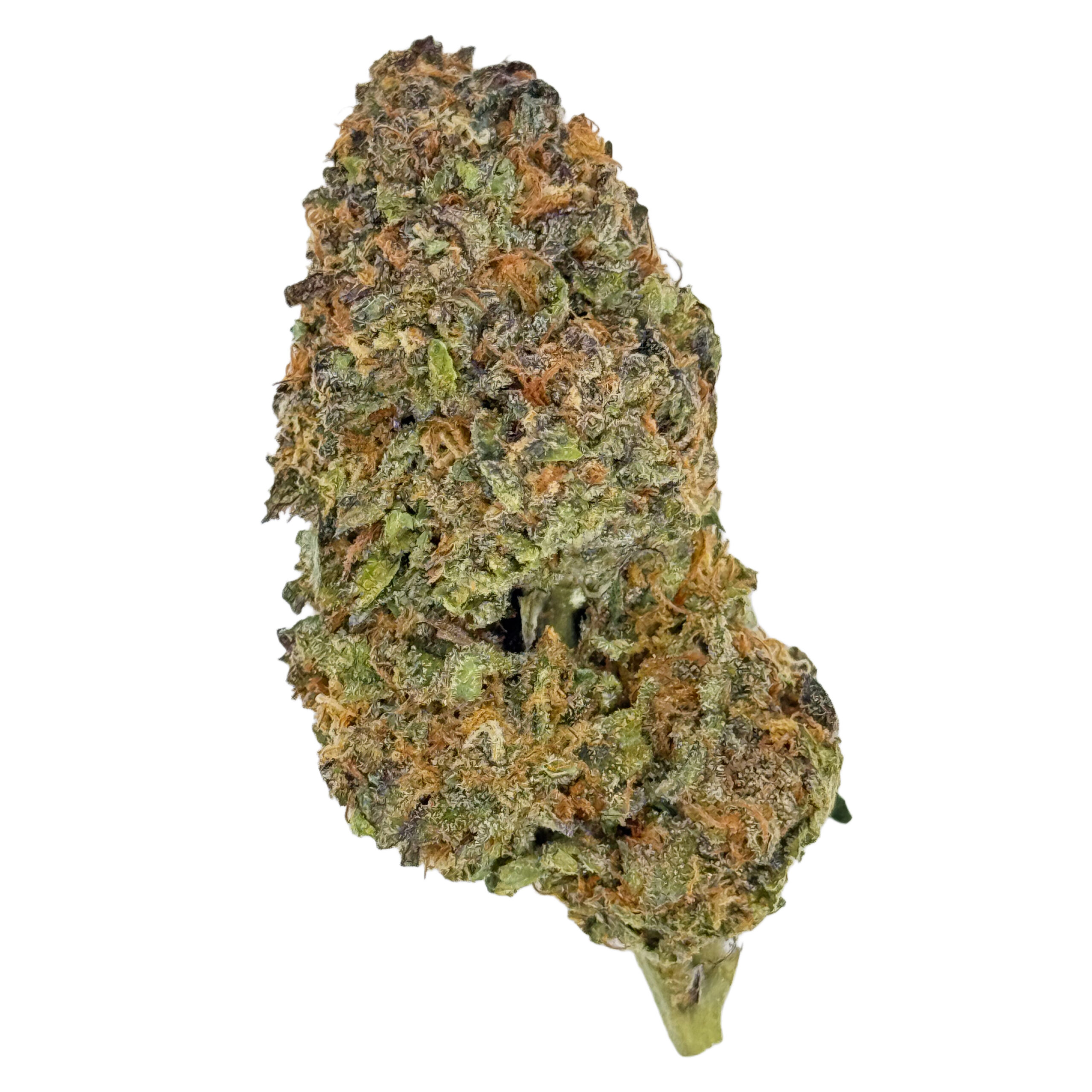 Close-up of a dense, colorful cannabis bud with green, orange, and purple hues, highlighting trichomes.