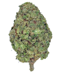 Close-up of a dense green cannabis bud with orange hairs and trichomes on a white background.