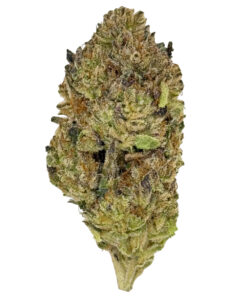 Close-up of a cannabis bud with vibrant green, orange, and purple hues, showcasing intricate texture.