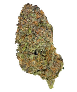 Close-up of a dense, colorful cannabis bud with green, orange, and purple hues, highlighting trichomes.