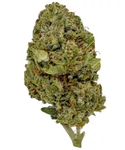 Bacio Gelato