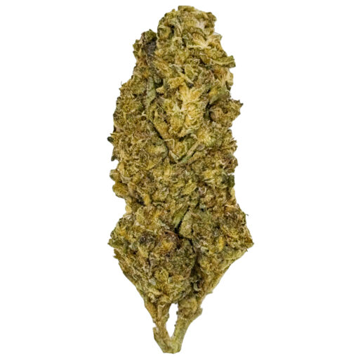 Close-up of a dried cannabis bud on a white background, showcasing its texture and color.
