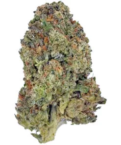 Close-up of a cannabis bud with vibrant green, orange, and purple hues, showcasing its dense texture and trichomes.