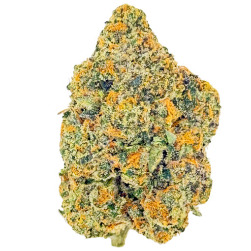 Biscotti x Gelato 41