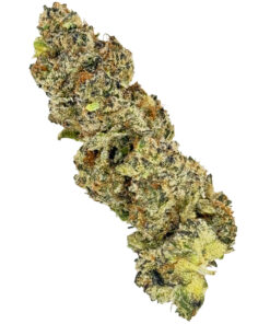 Dense cannabis bud with trichomes and mixed green, orange hues isolated on white background.