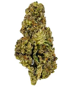 Close-up of a cannabis bud showcasing green hues and trichomes against a white background.