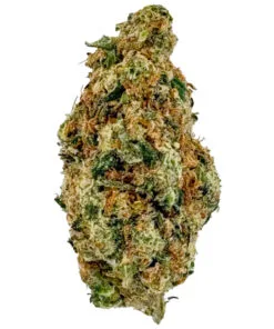 Cannabis bud close-up showing detailed texture and trichomes on white background.