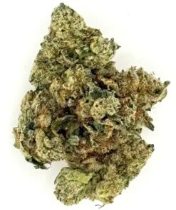 Close-up of a cannabis bud showcasing detailed trichomes and vibrant green hues on a white background.