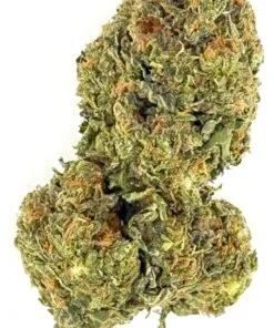 Close-up of a cannabis bud with visible trichomes, showcasing detailed texture and color on a white background.