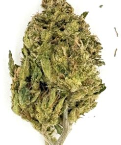 Close-up of a cannabis bud, showcasing its green, textured surface and detailed trichomes on a white background.
