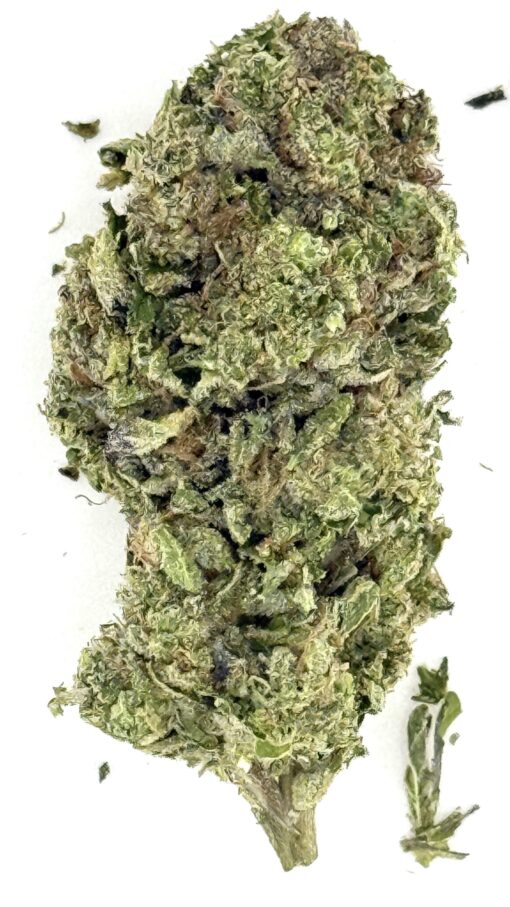 Gush Lato (Ounce)