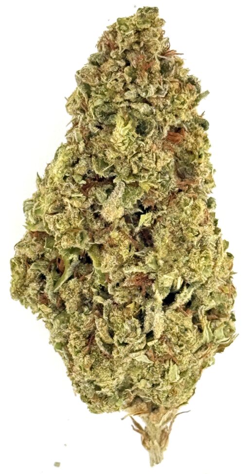 Papaya