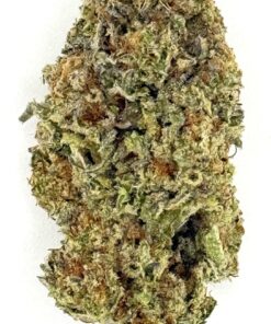 Animal Cookies