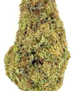 Close-up of a cannabis flower showcasing its rich green hues and textured buds against a white background.