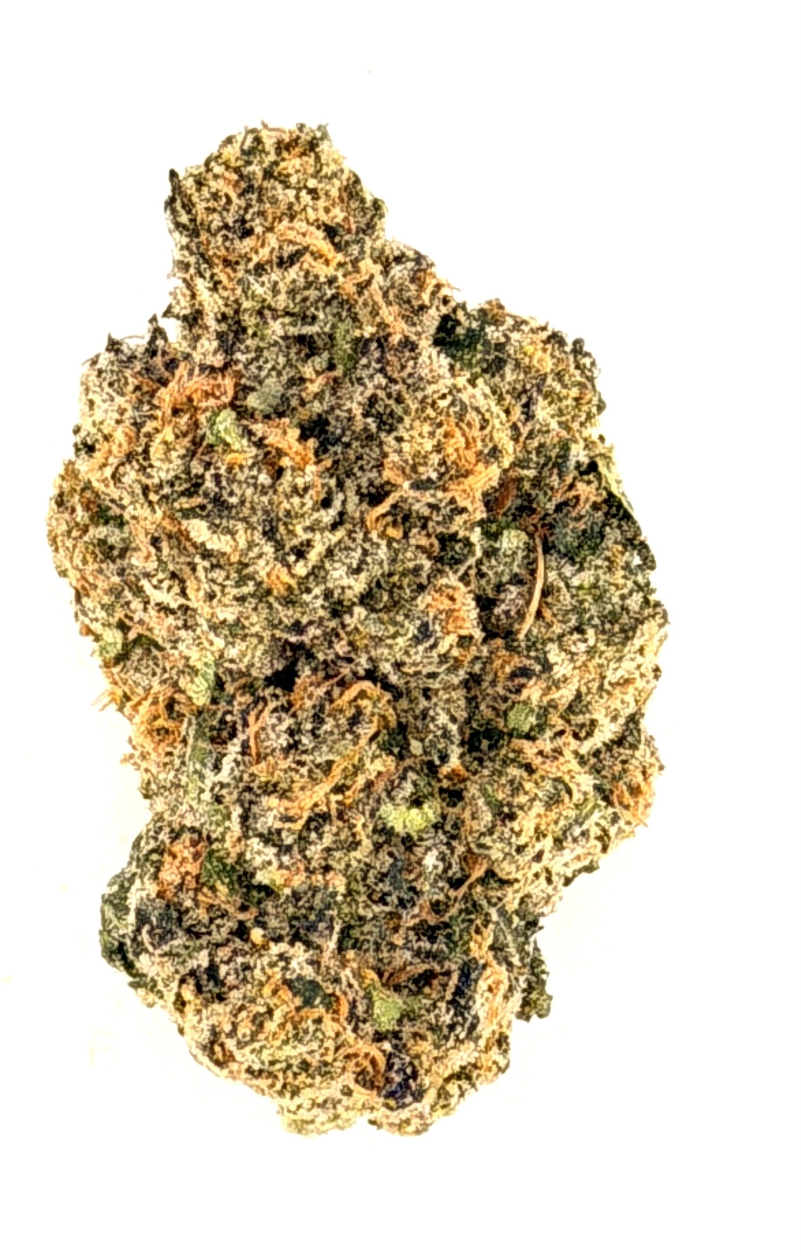 Blizzard of Oz 1 Blizzard of Oz