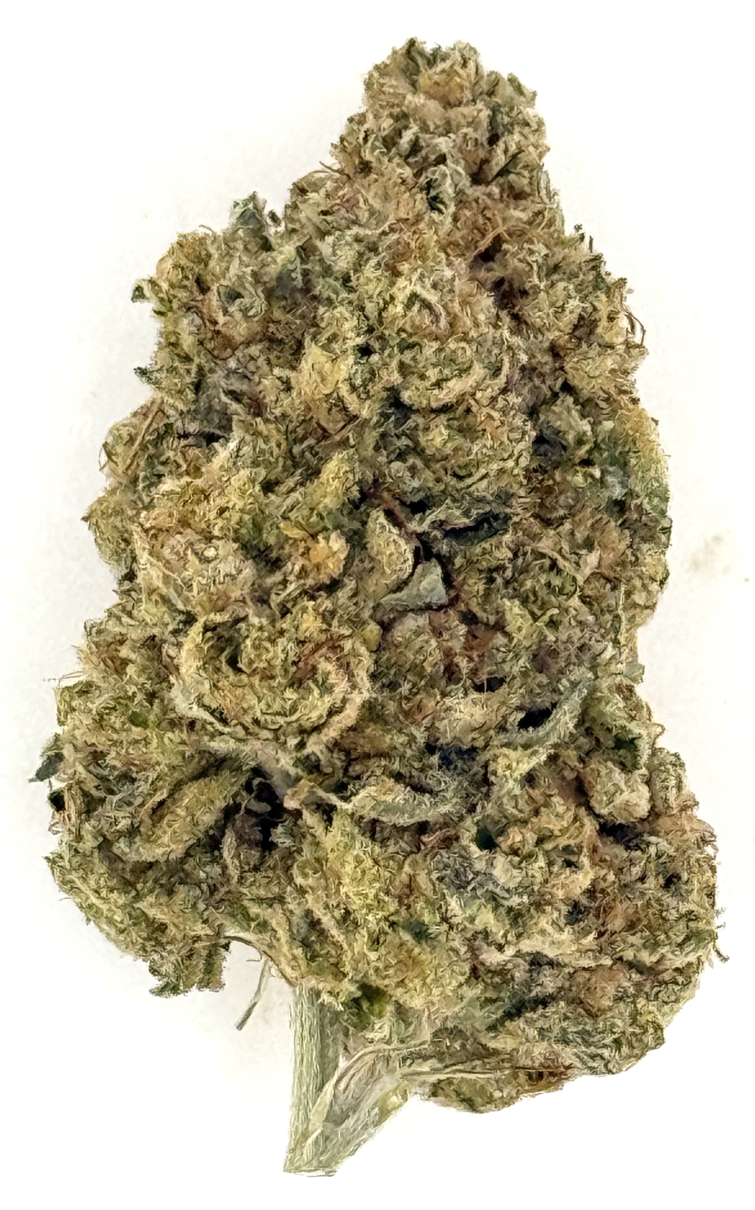 Kosher Kush OG 1 Kosher Kush OG