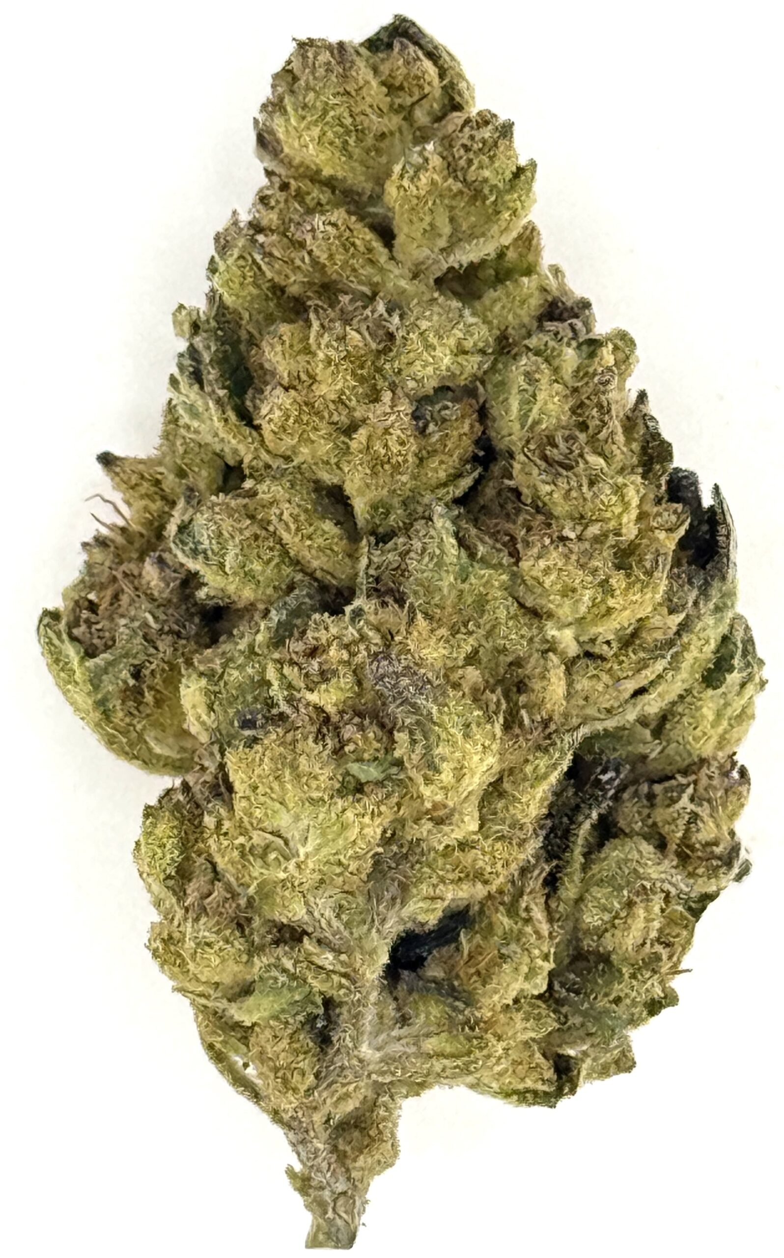 Biscotti GG (Ounce) 1 Biscotti GG (Ounce)