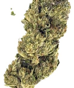 Close-up of high-quality cannabis bud showcasing its vibrant green color and dense, frosted texture.