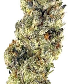 Close-up of a vibrant cannabis flower, showcasing its rich green tones and crystalline trichomes. Ideal for enthusiasts.