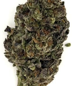 Close-up of a cannabis bud showcasing vibrant colors and textures for educational or informational use.