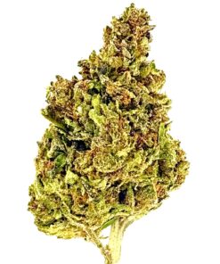 Green cannabis bud showcasing trichomes and vibrant colors against a white background. Ideal for educational purposes.