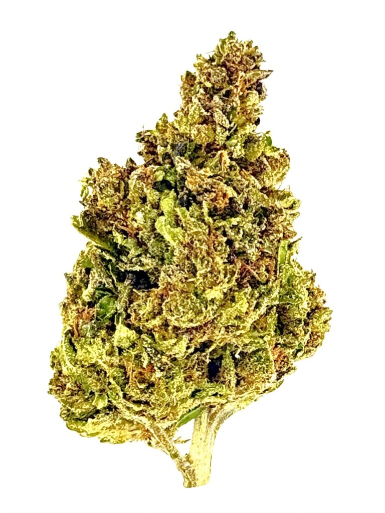 Green cannabis bud showcasing trichomes and vibrant colors against a white background. Ideal for educational purposes.
