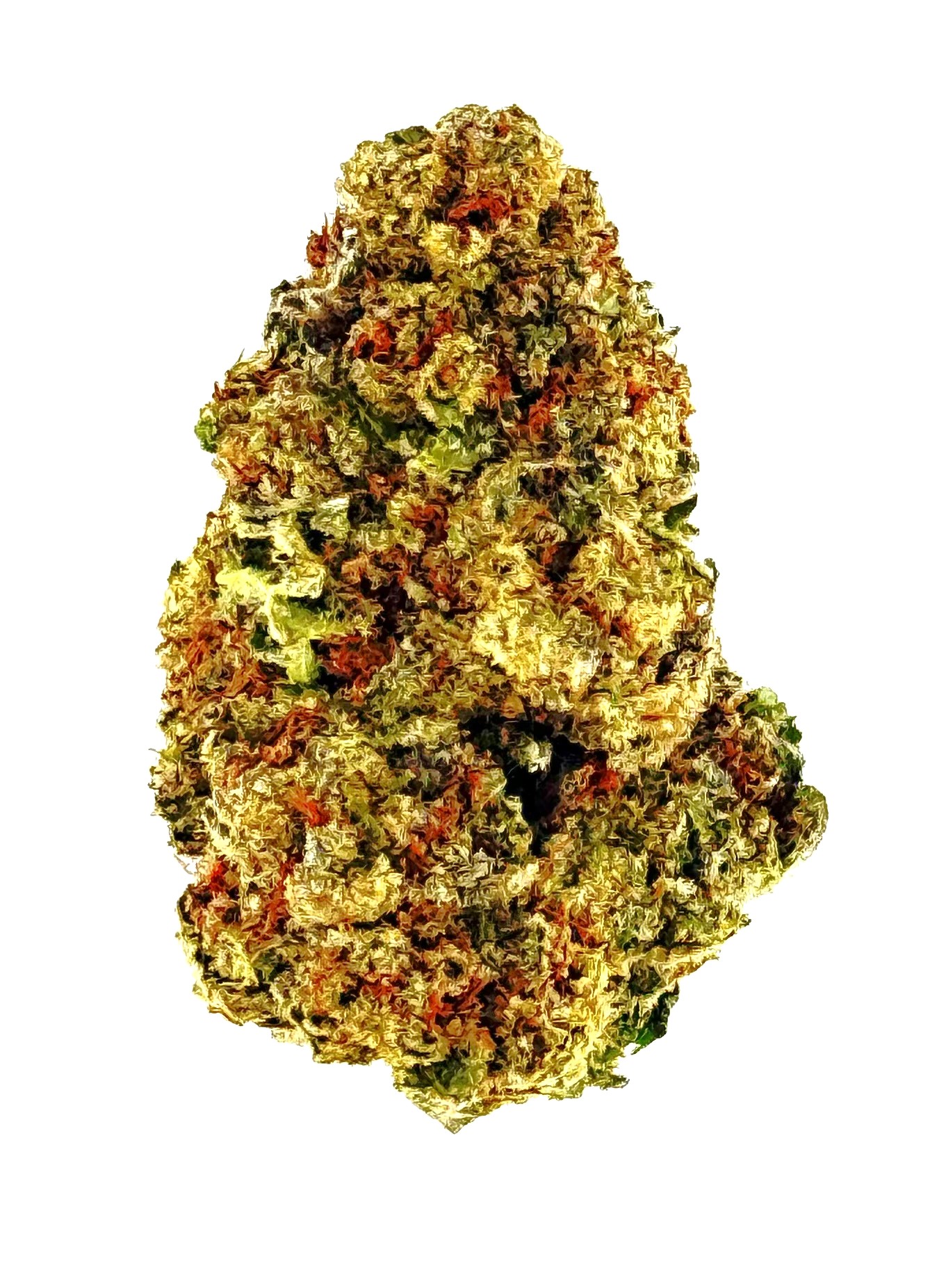 Black Truffle (Ounce) 1 Close-up of a colorful cannabis bud featuring trichomes, vibrant hues of green, orange, and yellow against a white background.