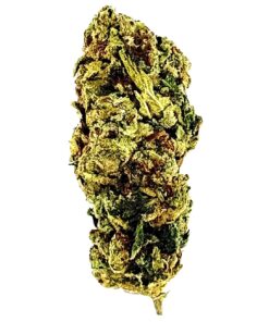 Close-up of a green and brown cannabis bud on a white background, showcasing its dense trichomes and rich texture.