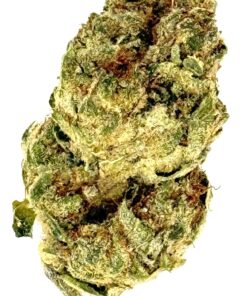 Close-up of a cannabis bud, showcasing its texture and trichomes against a white background for clarity.