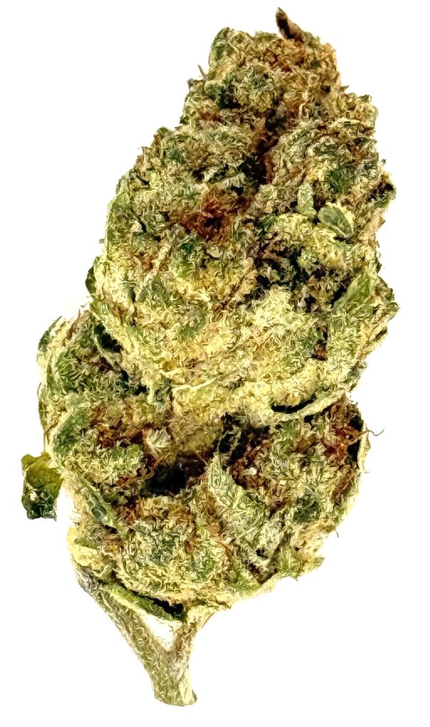 Close-up of a cannabis bud, showcasing its texture and trichomes against a white background for clarity.