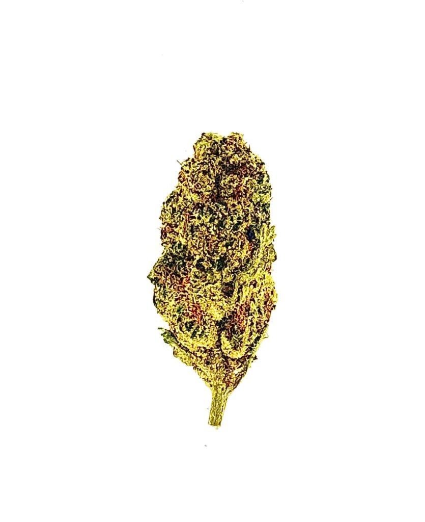 Close-up of a vibrant green cannabis bud with yellow and orange trichomes against a white background.
