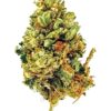 Close-up of a healthy cannabis bud showcasing vibrant green hues and orange pistils against a white background.