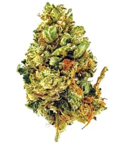 Close-up of a healthy cannabis bud showcasing vibrant green hues and orange pistils against a white background.