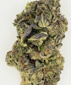 Close-up of a cannabis bud showcasing rich greens and purples, highlighting its texture and trichomes.