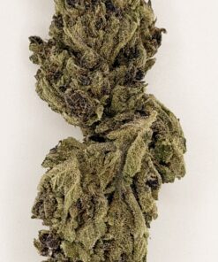Close-up of a dense, well-cured cannabis bud showcasing rich green and purple hues against a white background.