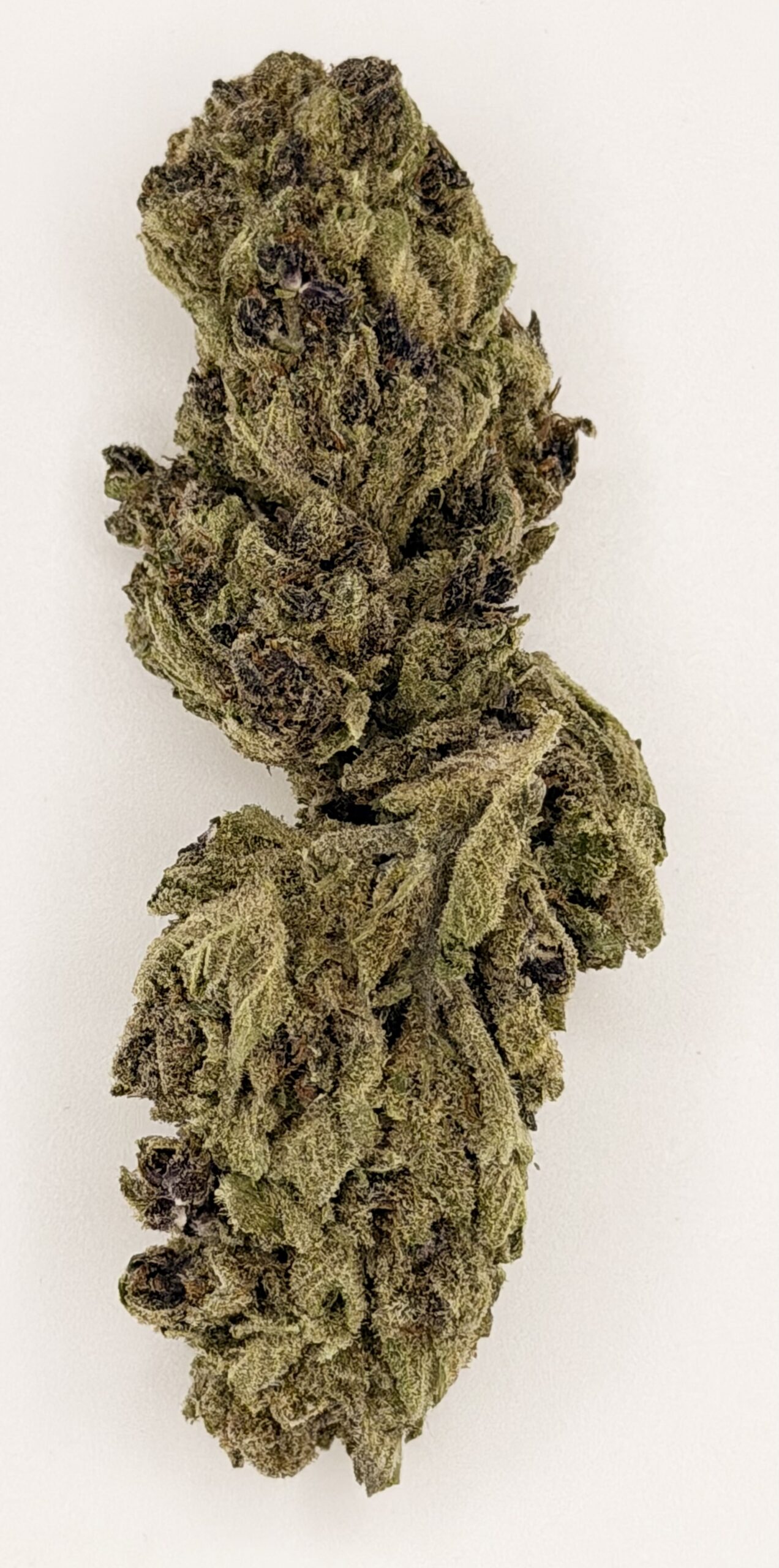 Toad Venom 1 Close-up of a dense, well-cured cannabis bud showcasing rich green and purple hues against a white background.