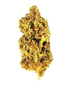 Close-up of a vibrant cannabis bud showcasing its green and golden trichomes against a white background.