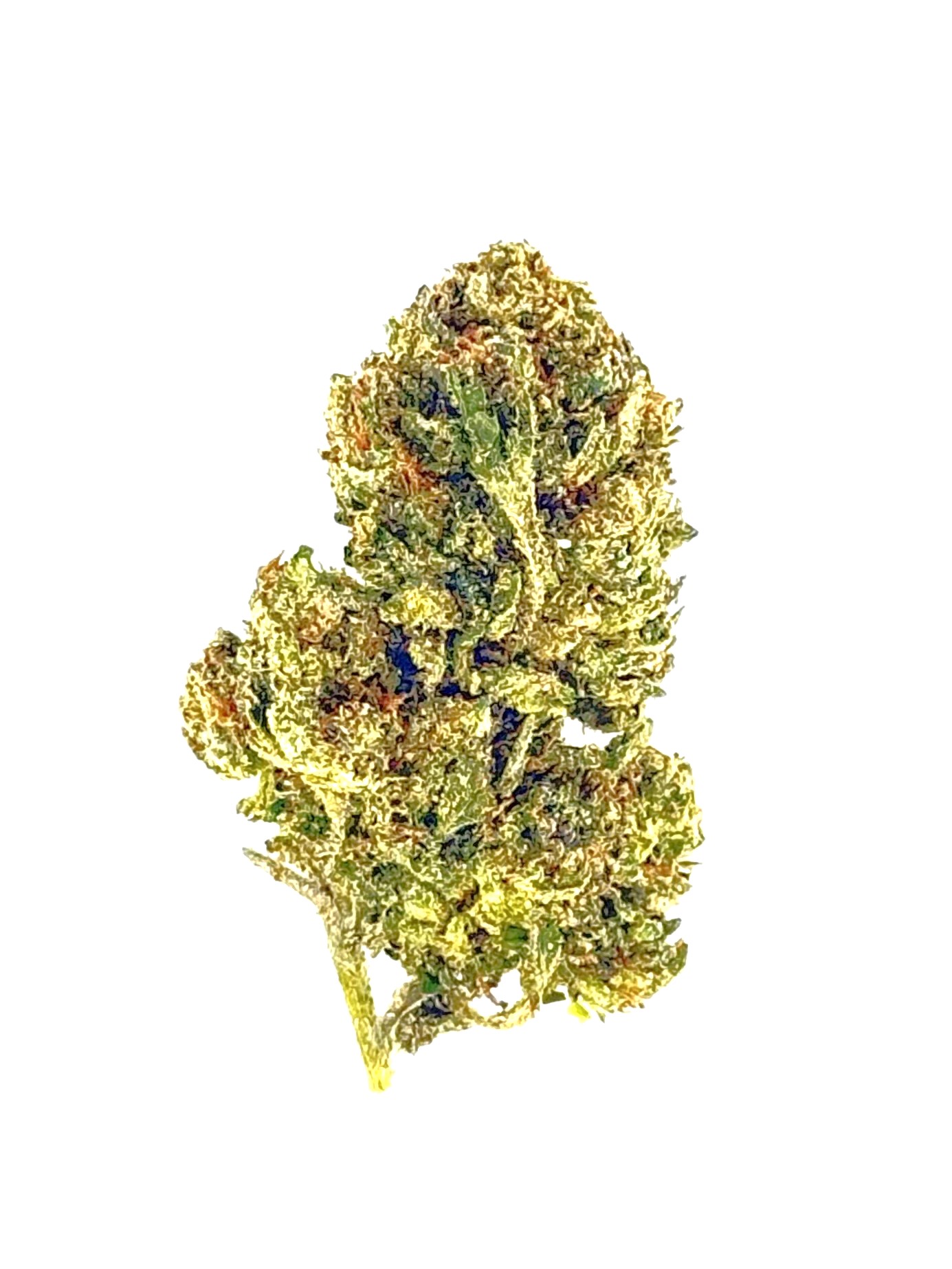 Bubblegum Popperz (Ounce) 1 Close-up of cannabis bud showcasing rich textures and vibrant colors against a white background. Ideal for cannabis enthusiasts.
