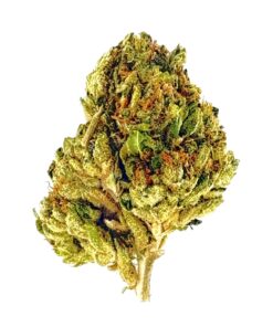 Close-up of a green cannabis bud showcasing its unique texture and vibrant trichomes against a white background.