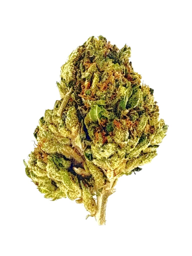 Close-up of a green cannabis bud showcasing its unique texture and vibrant trichomes against a white background.