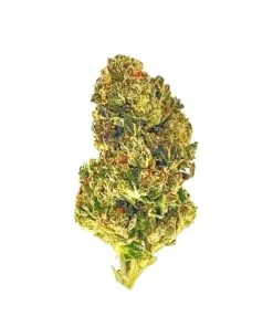 Close-up of a bright green cannabis bud, showcasing its dense structure and vibrant trichomes against a white background.
