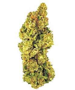 Close-up of a vibrant cannabis bud, showcasing its rich green and orange hues, perfect for cannabis enthusiasts.