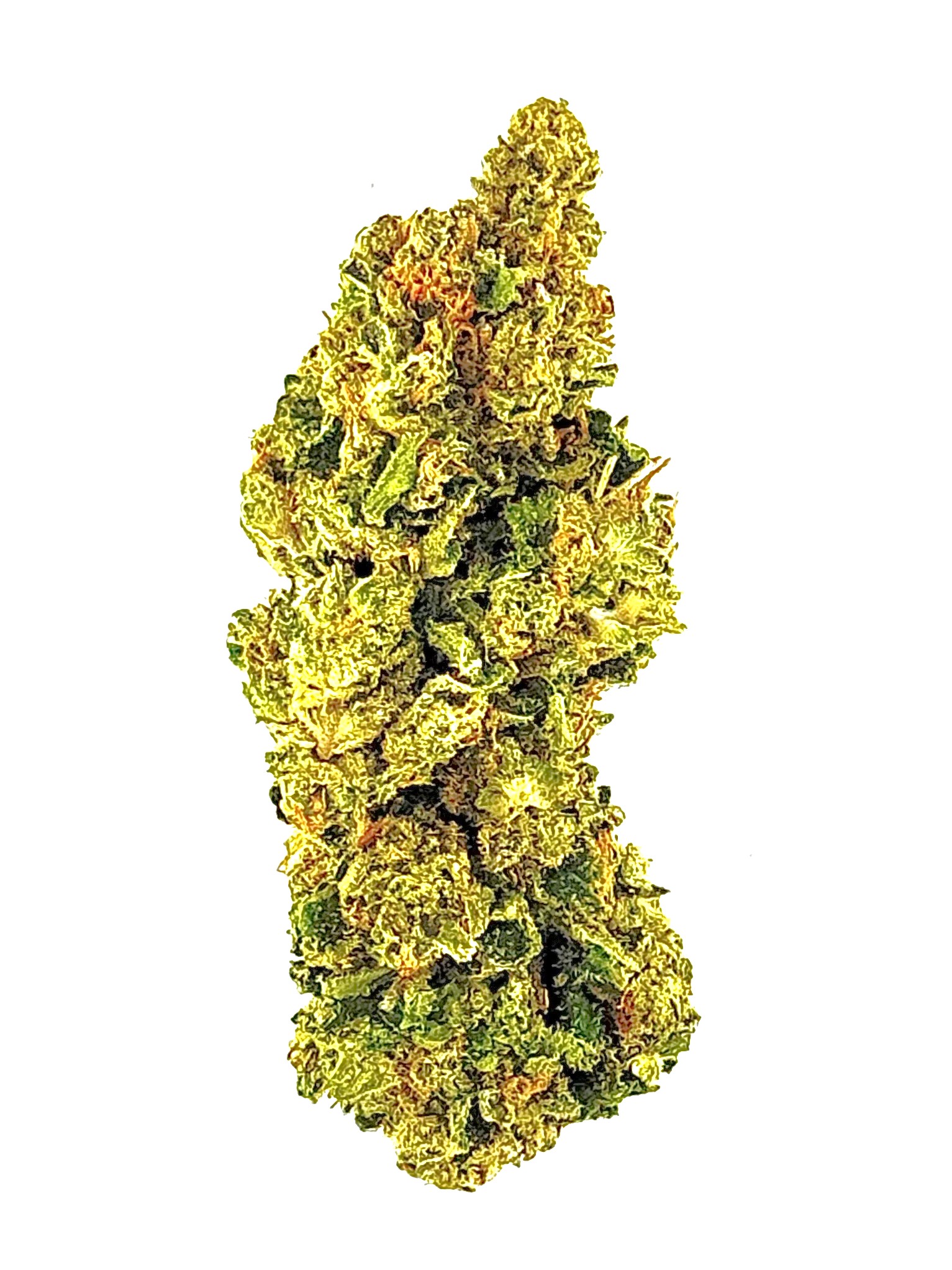 Grape Cake (Ounce) 1 Close-up of a vibrant cannabis bud, showcasing its rich green and orange hues, perfect for cannabis enthusiasts.