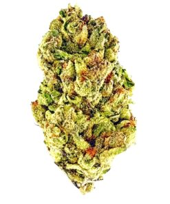 Close-up of a vibrant, green cannabis bud showcasing its texture and trichomes against a white background.